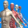 Human anatomy system &amp; parts иконка