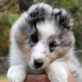 Shetland Sheepdog Dogs Jigsaw icon