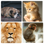 Animal Sounds - App for kids icon
