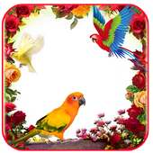 Love Bird Insta DP on 9Apps