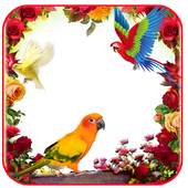 Love Bird Insta DP