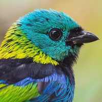 Green headed tanager Bird wallpapers hd on 9Apps