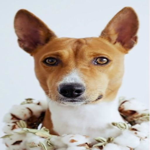 Puppy Live Wallpaper icon