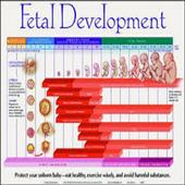 Fetal devolopment week by week icon