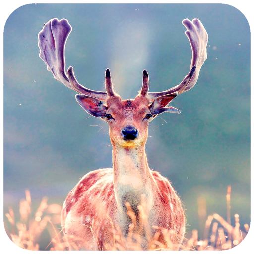 Deer Wallpaper HD icon
