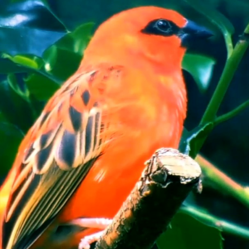 Birds Live Wallpaper PRO icon