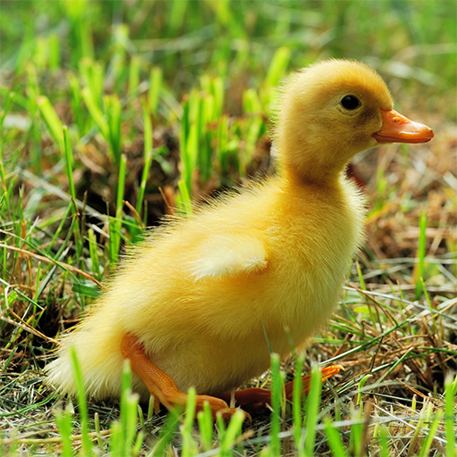 Farm Puzzles Jigsaw Collection icon