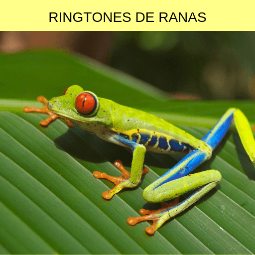 ringtones de ranas, tonos y sonidos de ranas icon