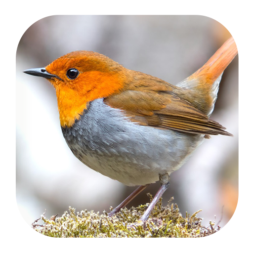 Robin Bird Sounds icon