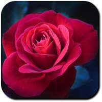 Rose Wallpapers on 9Apps