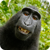 Funny Wallpapers icon