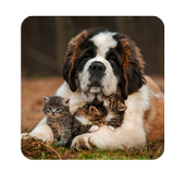 Cats &amp; Dogs HD Wallpapers icon