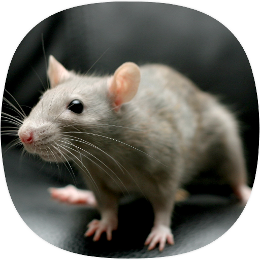 Rat Sounds icon