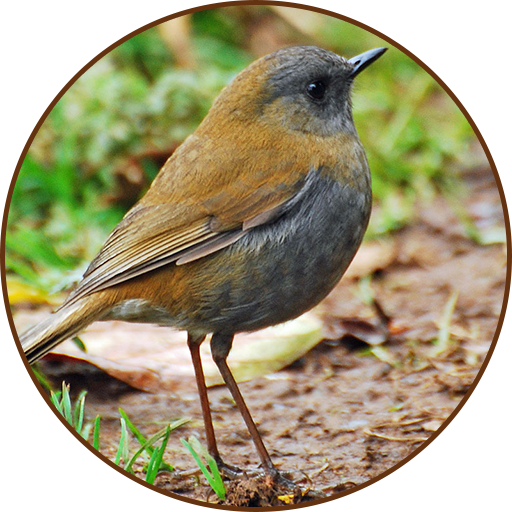 Nightingale Bird Sound Ringtones icon
