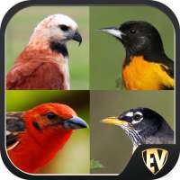 Birds Encyclopedia Offline App on 9Apps