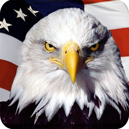 Eagle HD Wallpaper icon