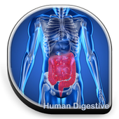 Human Digestive icon
