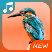 Bird call icon