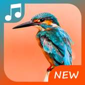 Bird call on 9Apps