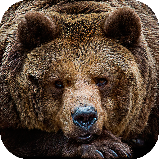 Bear Wallpapers | hd backgrounds icon