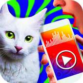 Chat traducteur - prank app