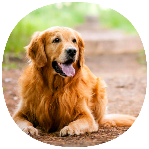 How to Train Your Dog (Guide) icon