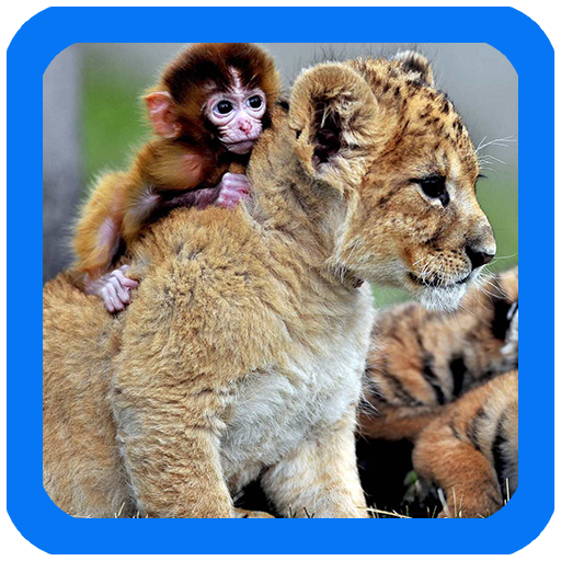 Tigers Live Wallpaper icon