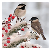 Birds LiveWallpapers icon