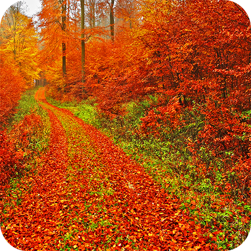 Autumn Wallpaper icon