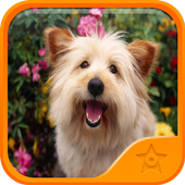 Cute Dogs Wallpapers icon