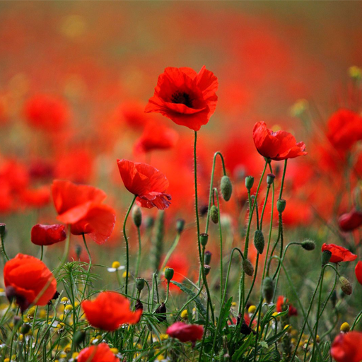 Mohn Live Wallpaper icon