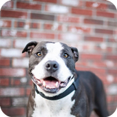 Pitbull Dog Wallpaper icon
