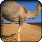 Camel wallpapers icon