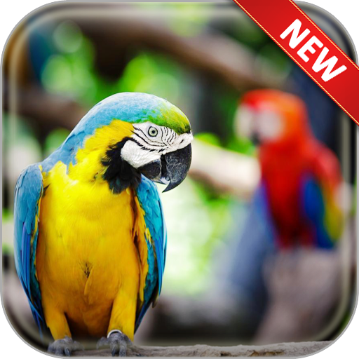 Parrot Wallpapers icon