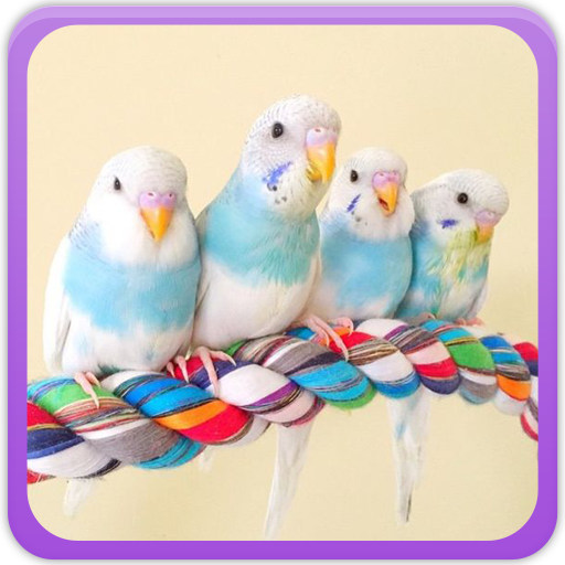 Lovebirds Wallpapers icon
