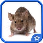 Hantavirus Disease