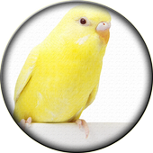 Birds Calls Ringtones icon