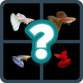 Guess Strain Name Of Guppy Fish icon