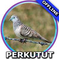 Suara Burung Perkutut Mp3