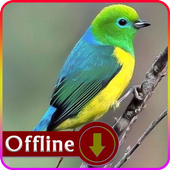 South American Birds icon