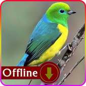 South American Birds on 9Apps