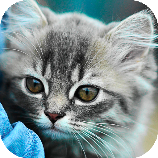 Kittens &amp; Cats Wallpaper HD (backgrounds) icon