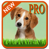 Animal Matching Dog icon