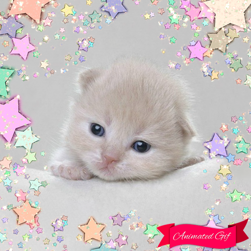 Sweet Cats GIF Photo Frames icon