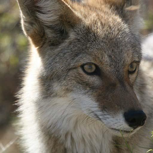 Coyote Sounds -Ringtone,Alarm &amp; Notification Sound icon