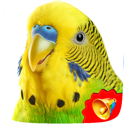 Budgerigar Birds Sounds icon