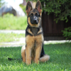 German Shepherd Dogs Jigsaw icon