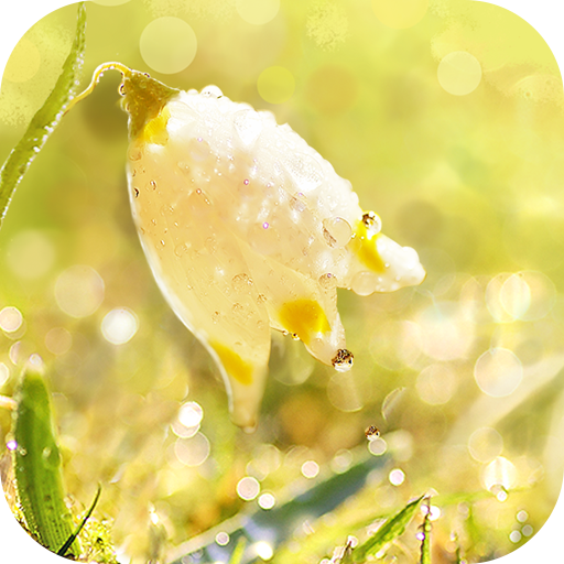 Dew On Flower Live Wallpaper icon