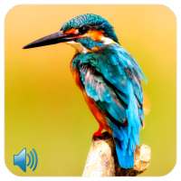 Bird Sounds on 9Apps