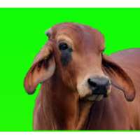 गाय पालन (Cow Rearing) on 9Apps